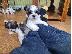 PoulaTo: Κορυφαία Quailty Kc Όμορφα κουτάβια Shih Tzu